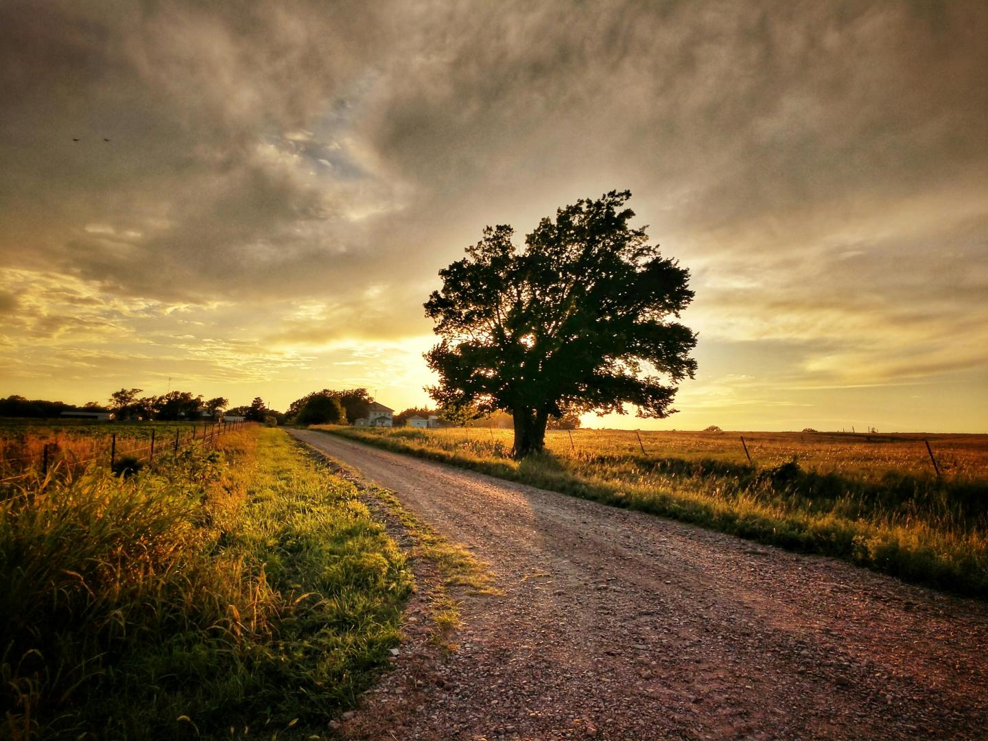 Gravel road with a large tree at sunset, cloudy sky above.
