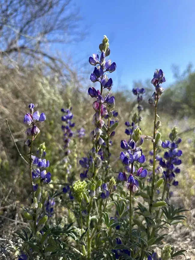Purple lupine flowers in a sunny field, with a clear blue sky.
