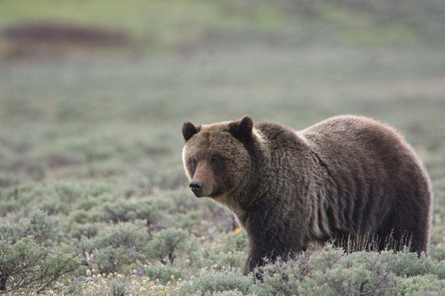 Grizzly bear standing in a grassy field.