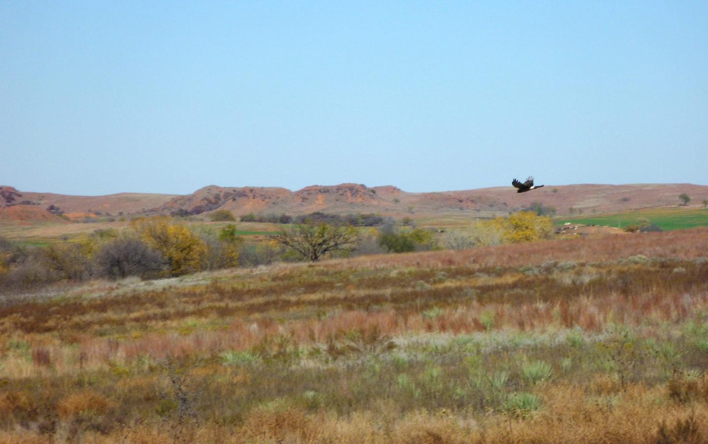 Open prairie landscape under clear sky, bird flying in distance.