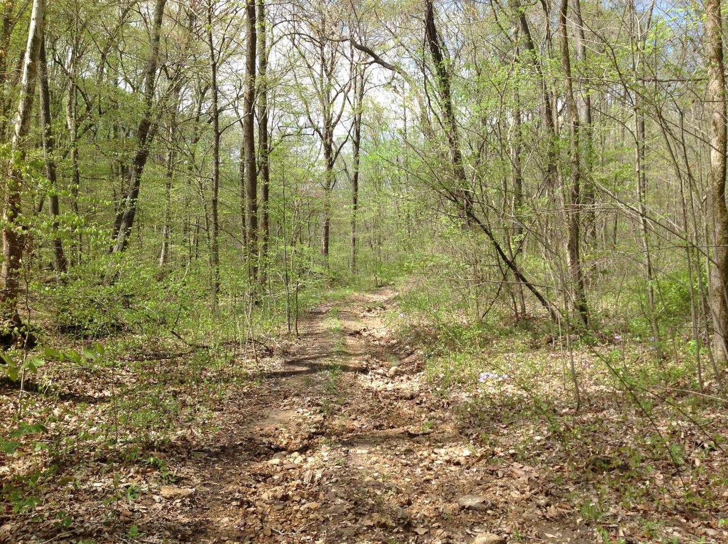 Forest trail surrounded by green trees and undergrowth.