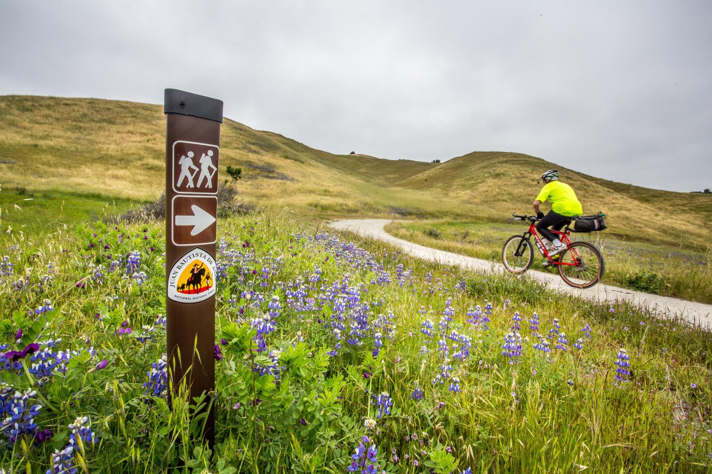 Cyclist on a trail through grassy hills with a signpost and wildflowers.