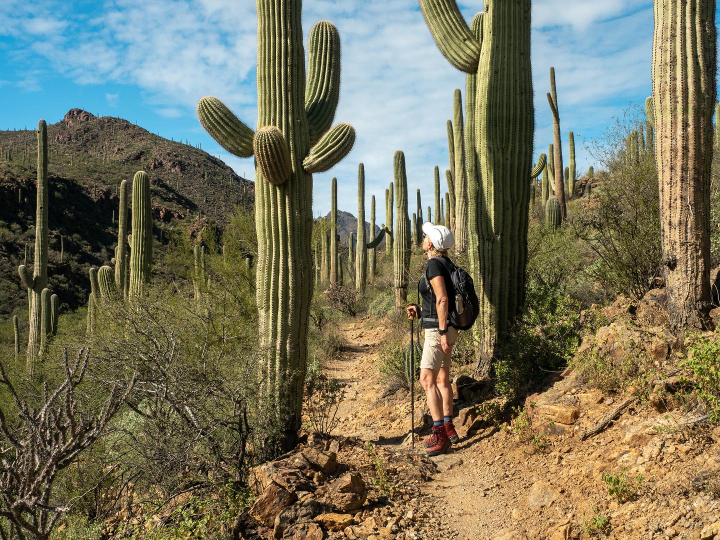 Hiker on a desert trail surrounded by tall cacti under a blue sky.