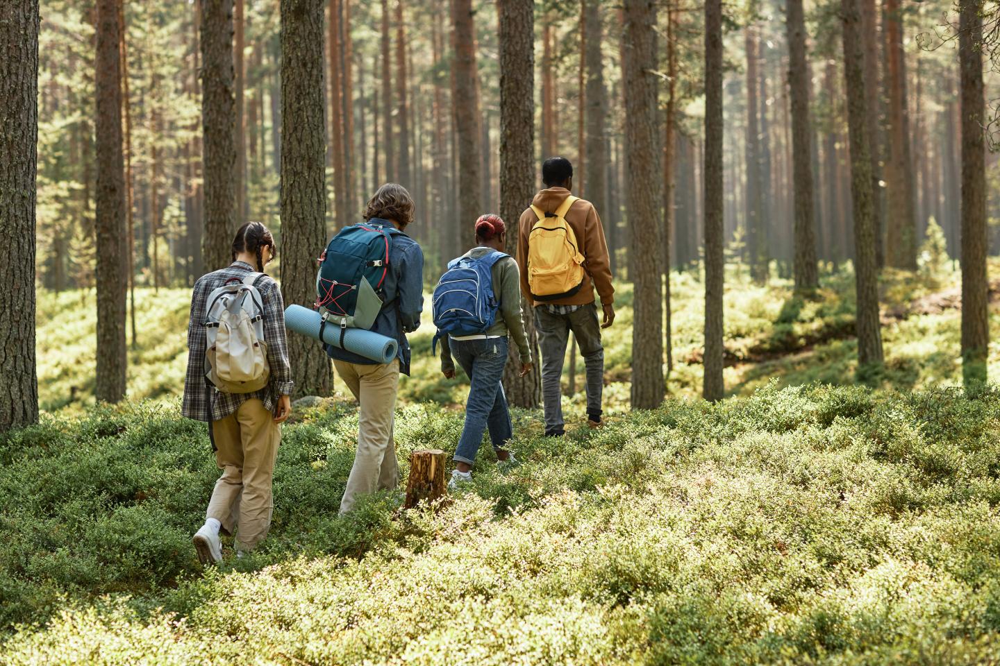 Four backpackers hiking through a dense forest.