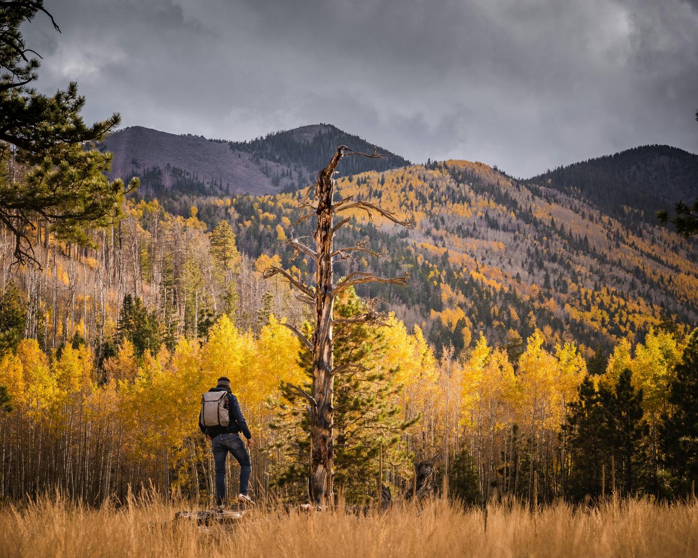 Hiker with a backpack in a field, facing vibrant autumn trees and mountains.