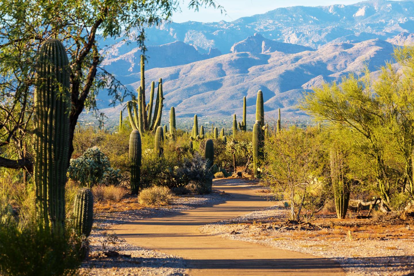 Desert trail with tall cacti under a clear blue sky.