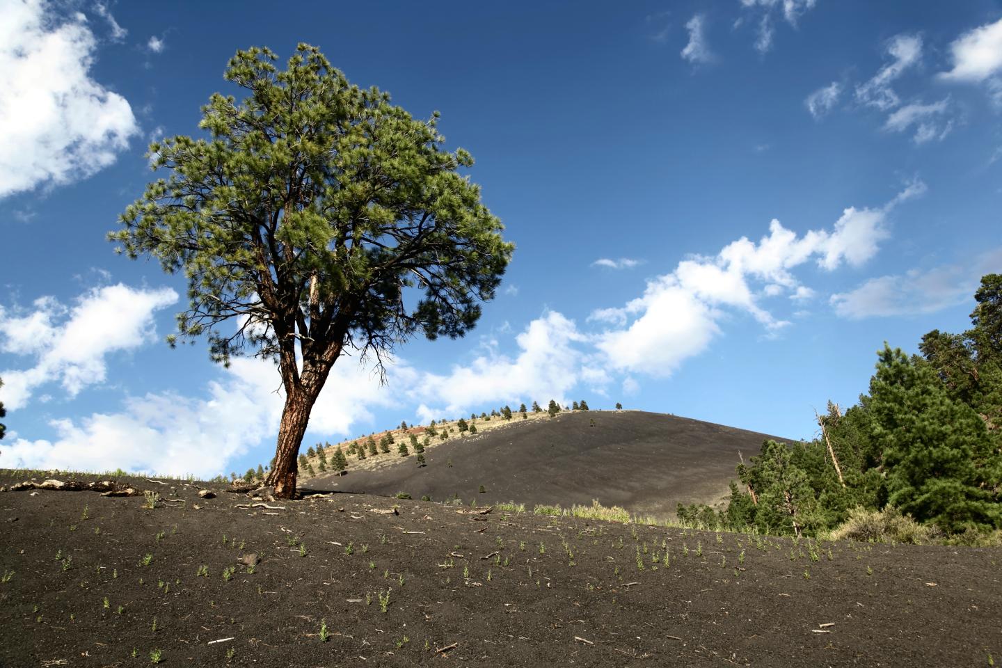Tree on a grassy hill under a blue sky with clouds.