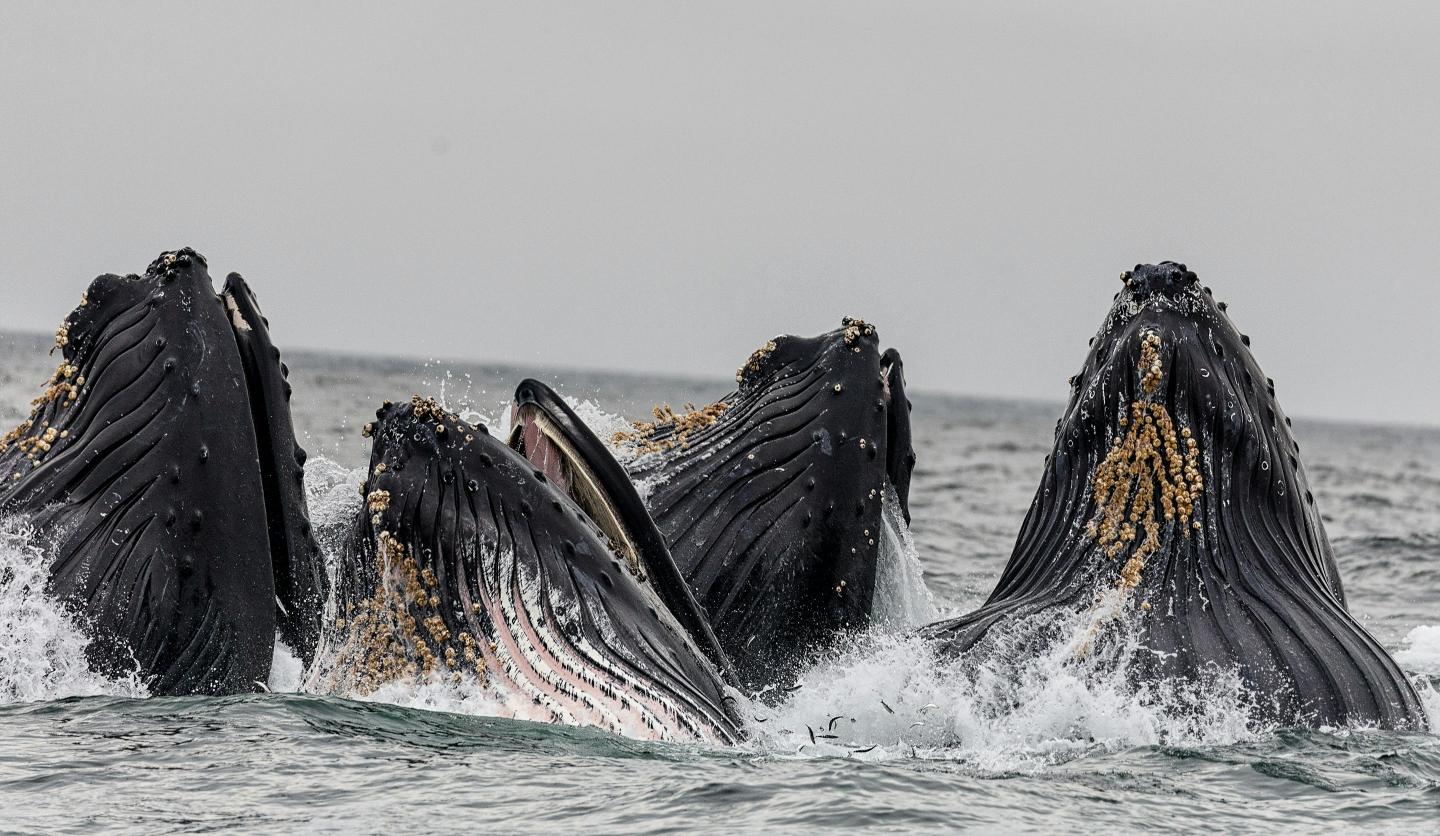 Humpback whales breaching water with mouths open, overcast sky.