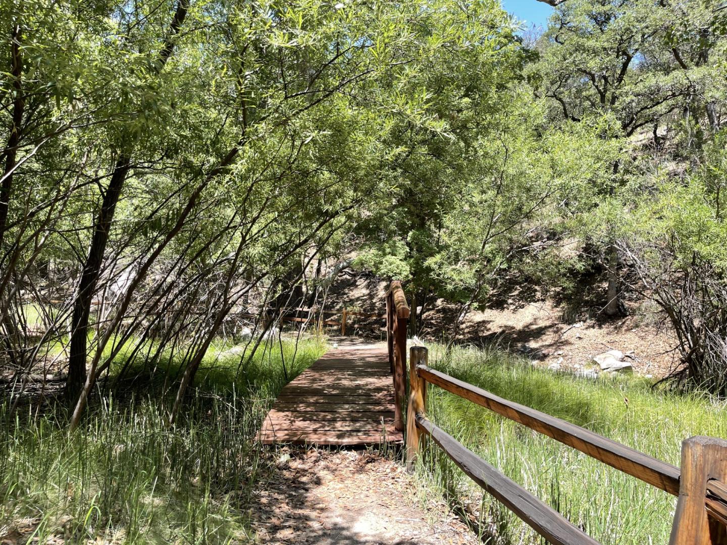 Wooden path through a shaded forest, lined with green trees.