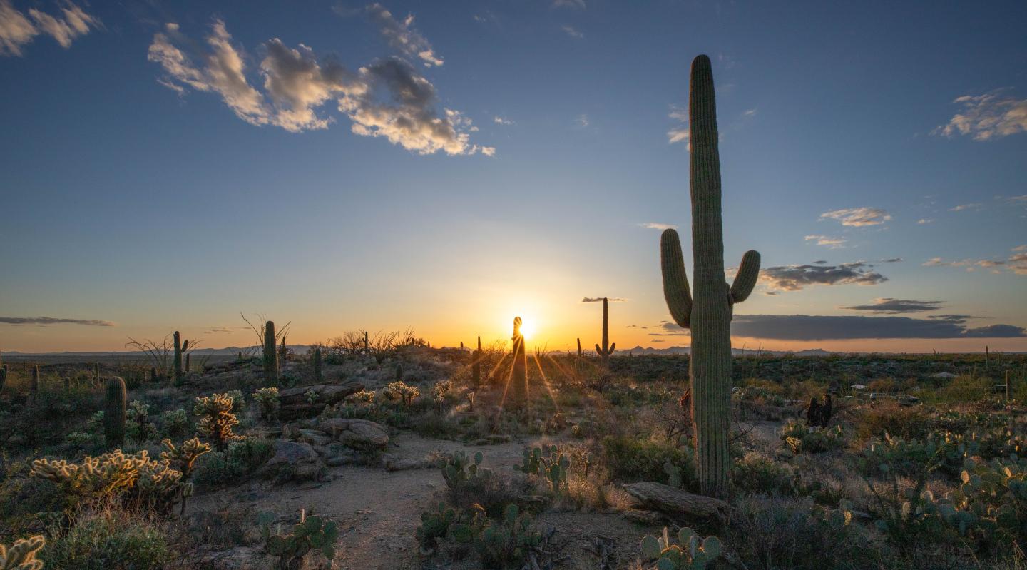 Desert sunset with silhouetted cacti and scattered clouds.