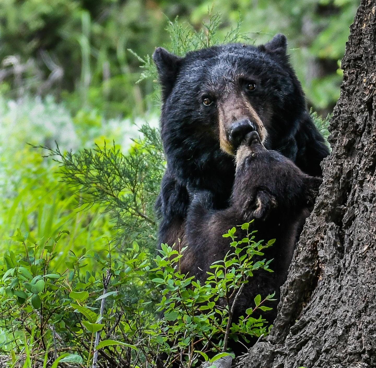 Black bear mother with cub behind a tree in a lush green forest.