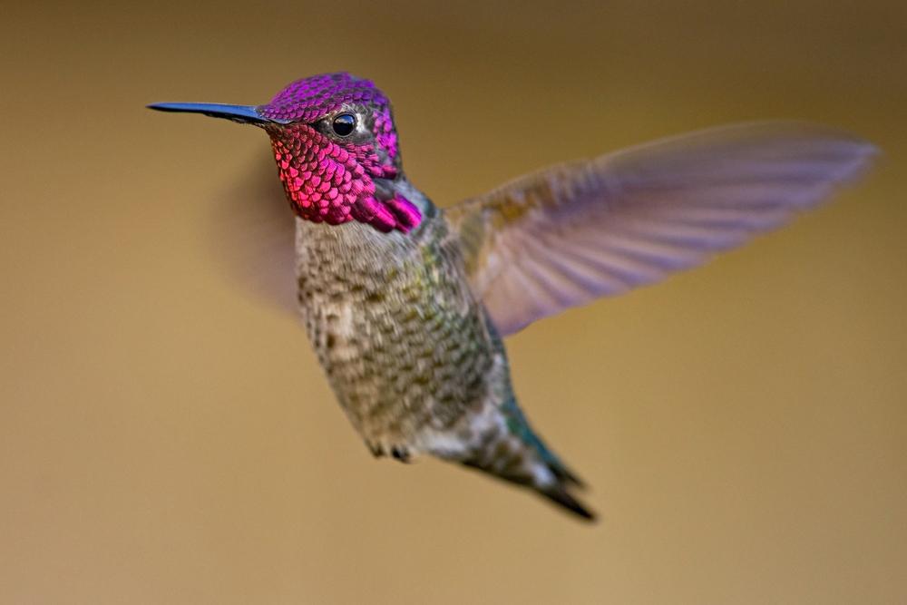Anna's Hummingbird in flight, vibrant pink and green plumage.