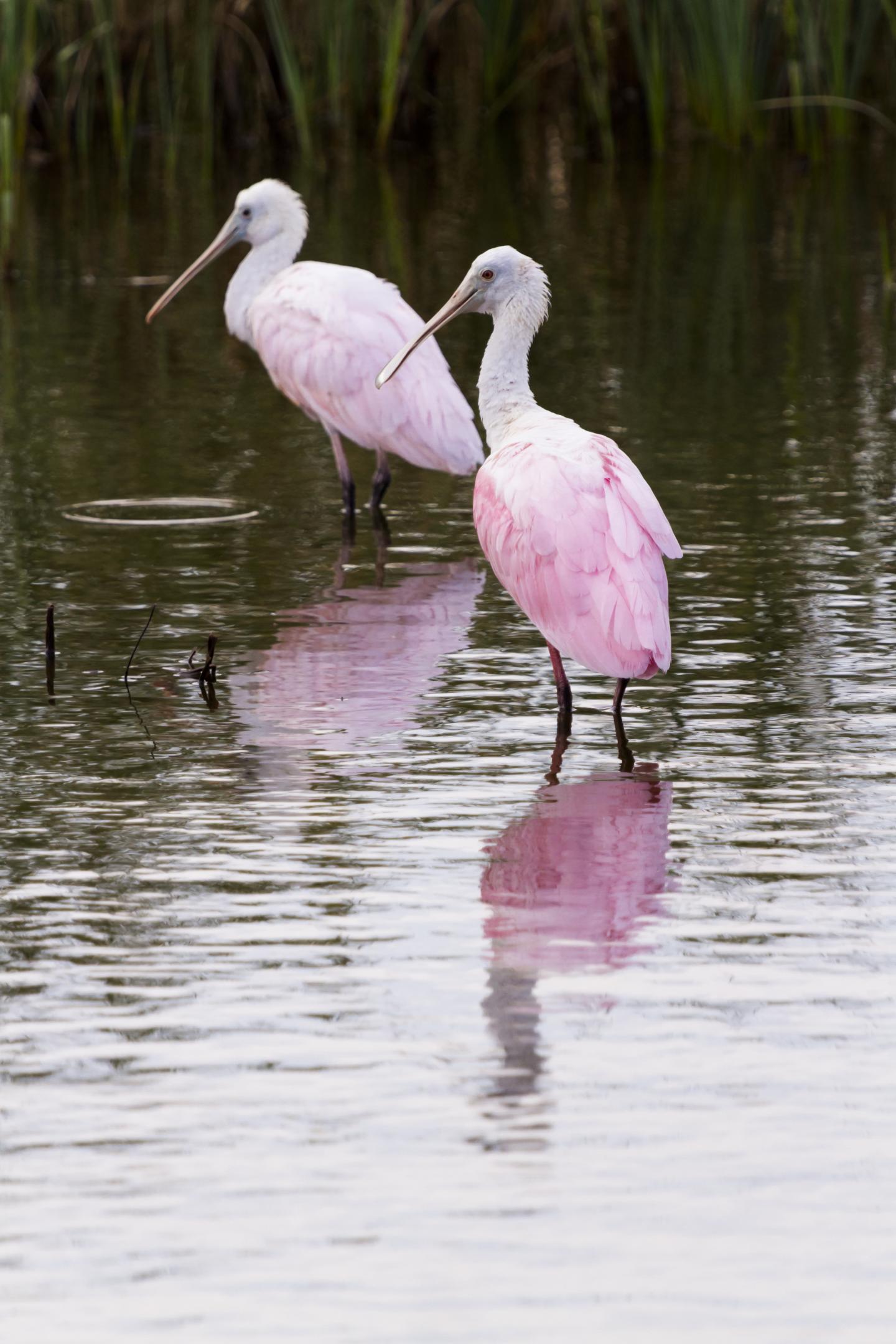 Two roseate spoonbills wading in a calm marsh.