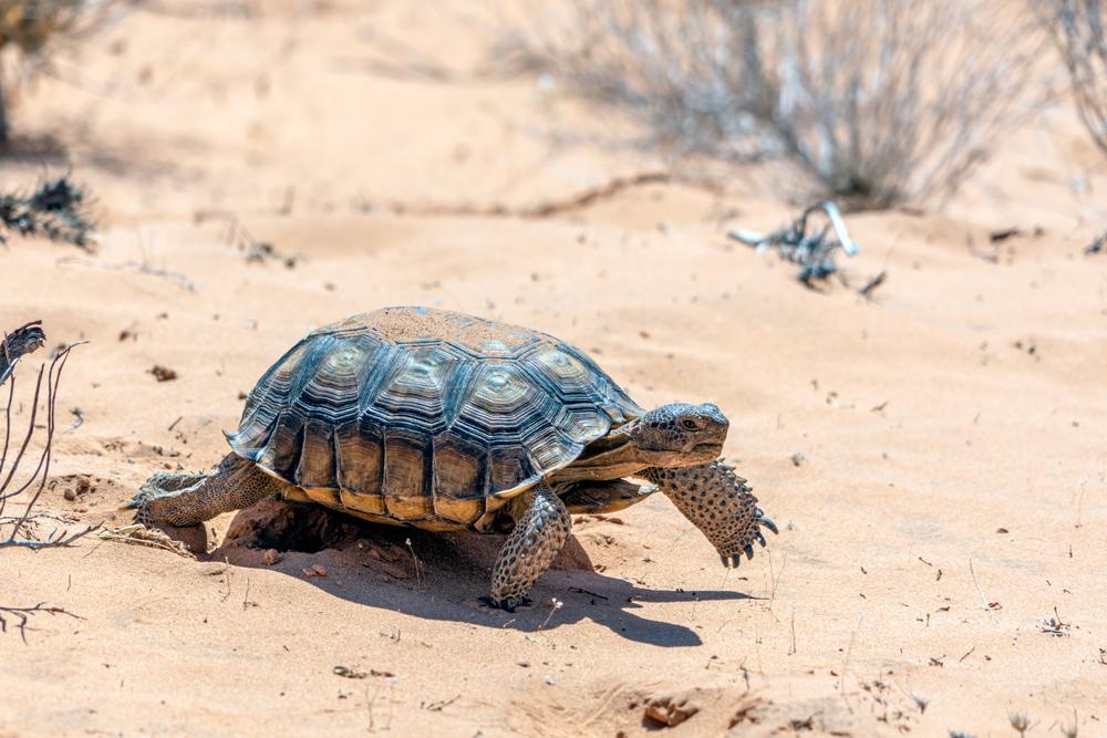 Desert tortoise walking on sandy ground with sparse vegetation.