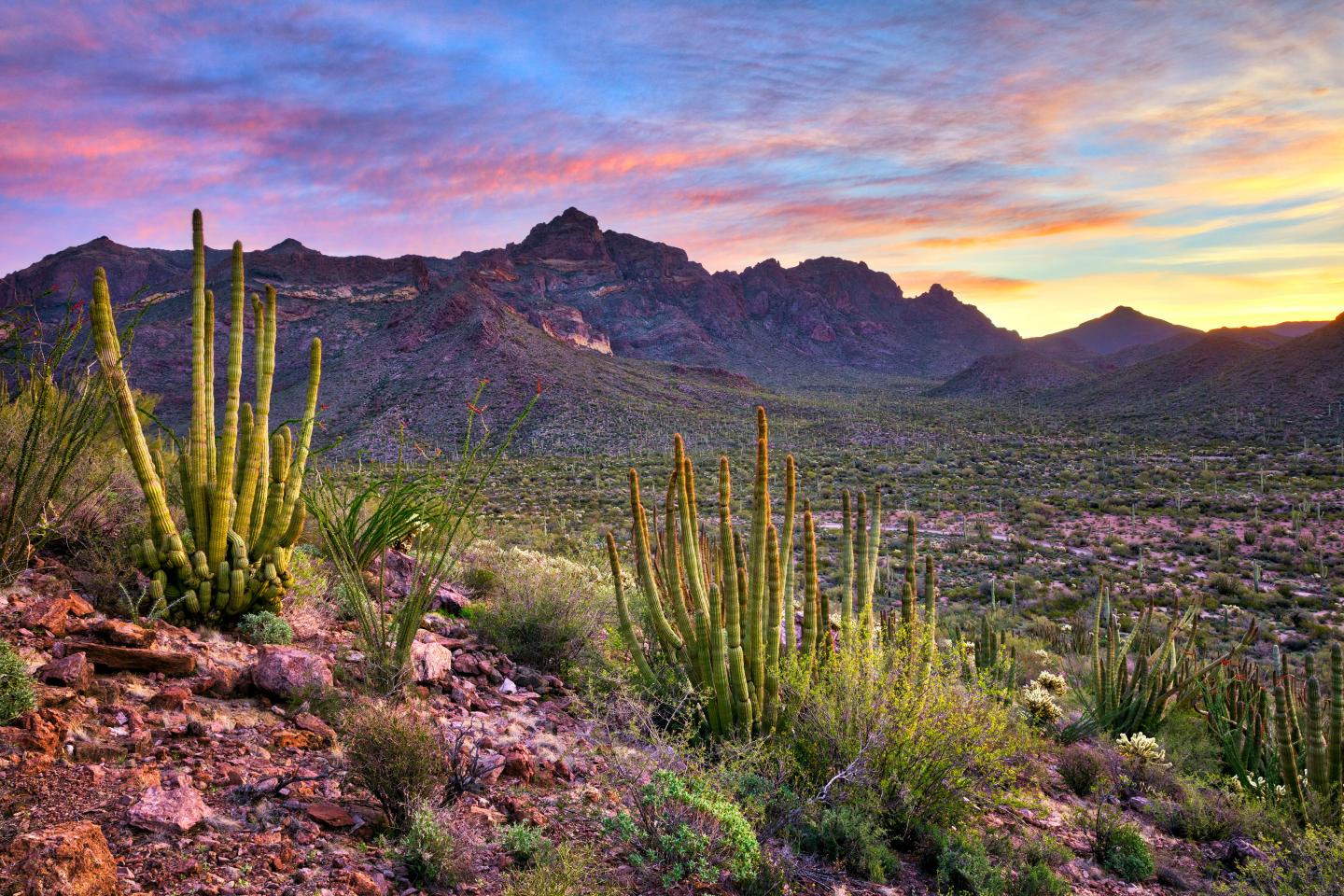 Arizona desert landscape with cacti and mountains at sunset.