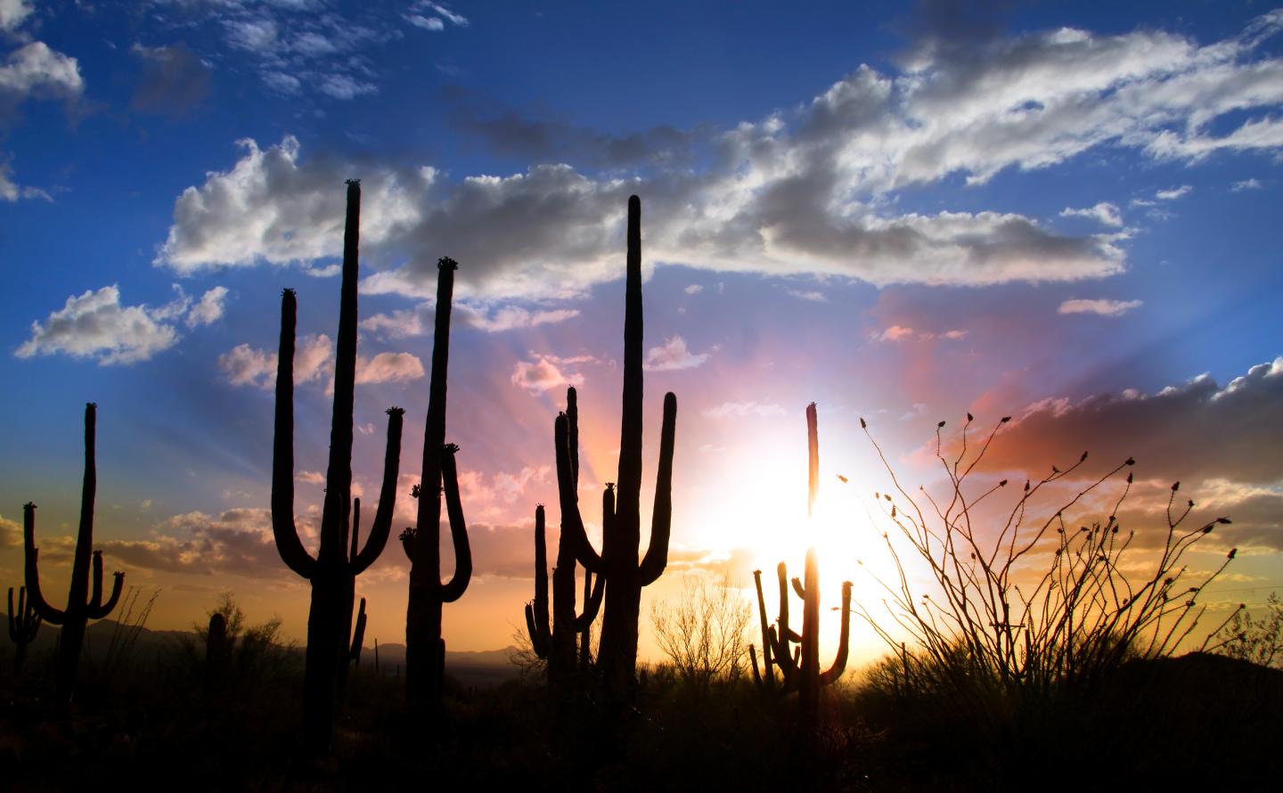 Sunset behind silhouetted cacti and a colorful sky.
