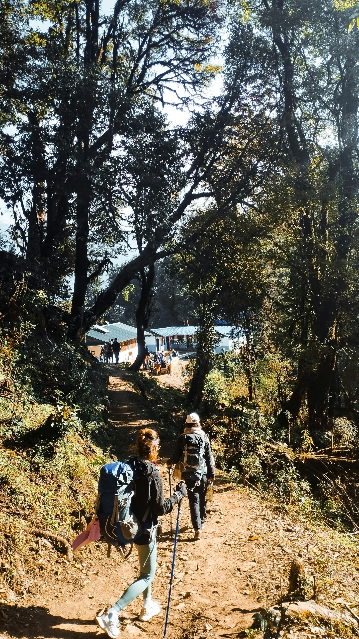 Hikers with backpacks walking on a forest trail in sunlight.