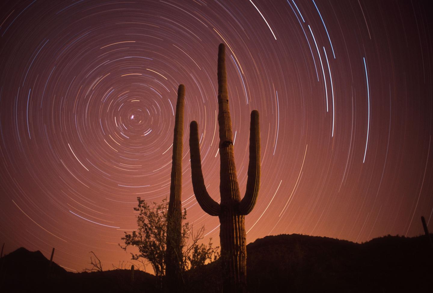 Cactus silhouette against star trails in a desert night sky.