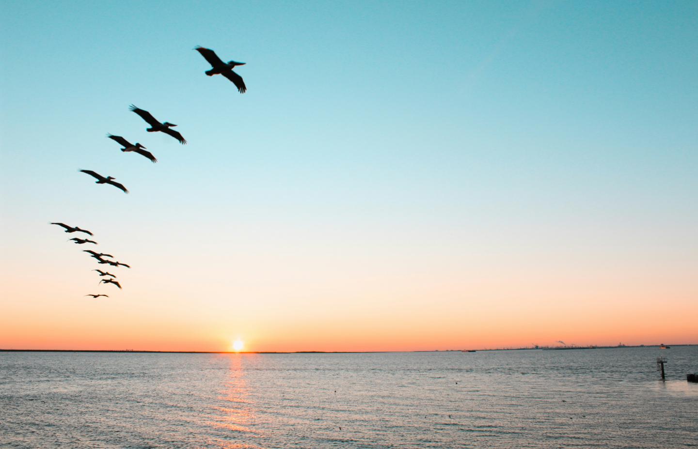 Sunset over ocean with birds flying in V-formation.