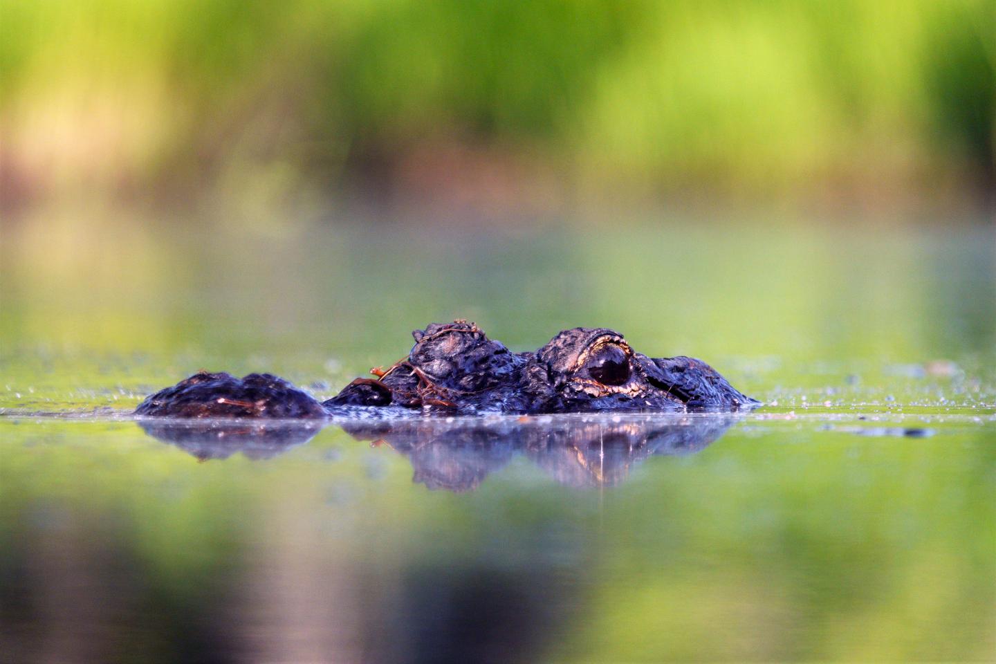 Alligator eyes and snout above water in a blurred green setting.