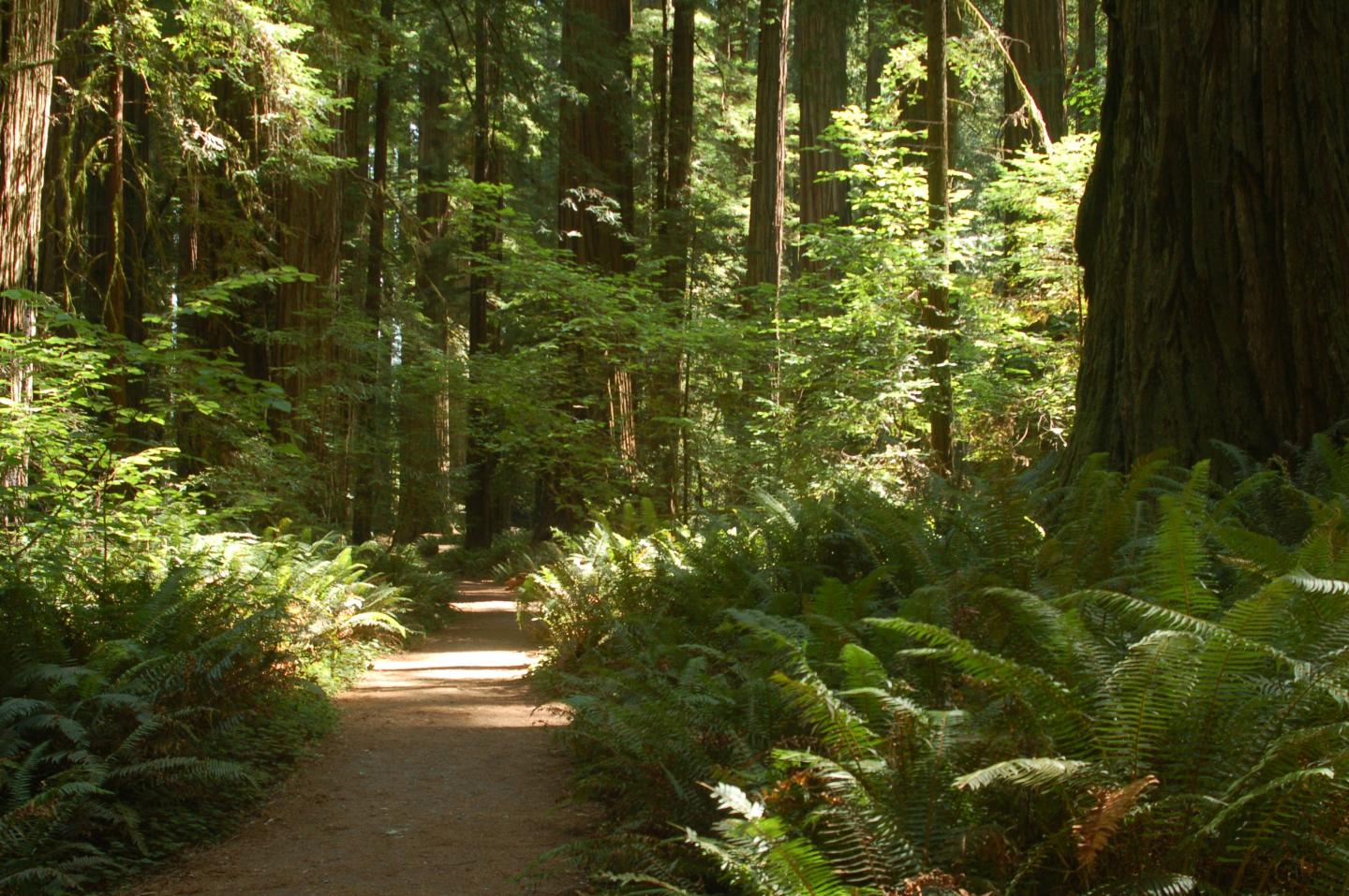 Forest path surrounded by tall trees and lush ferns.