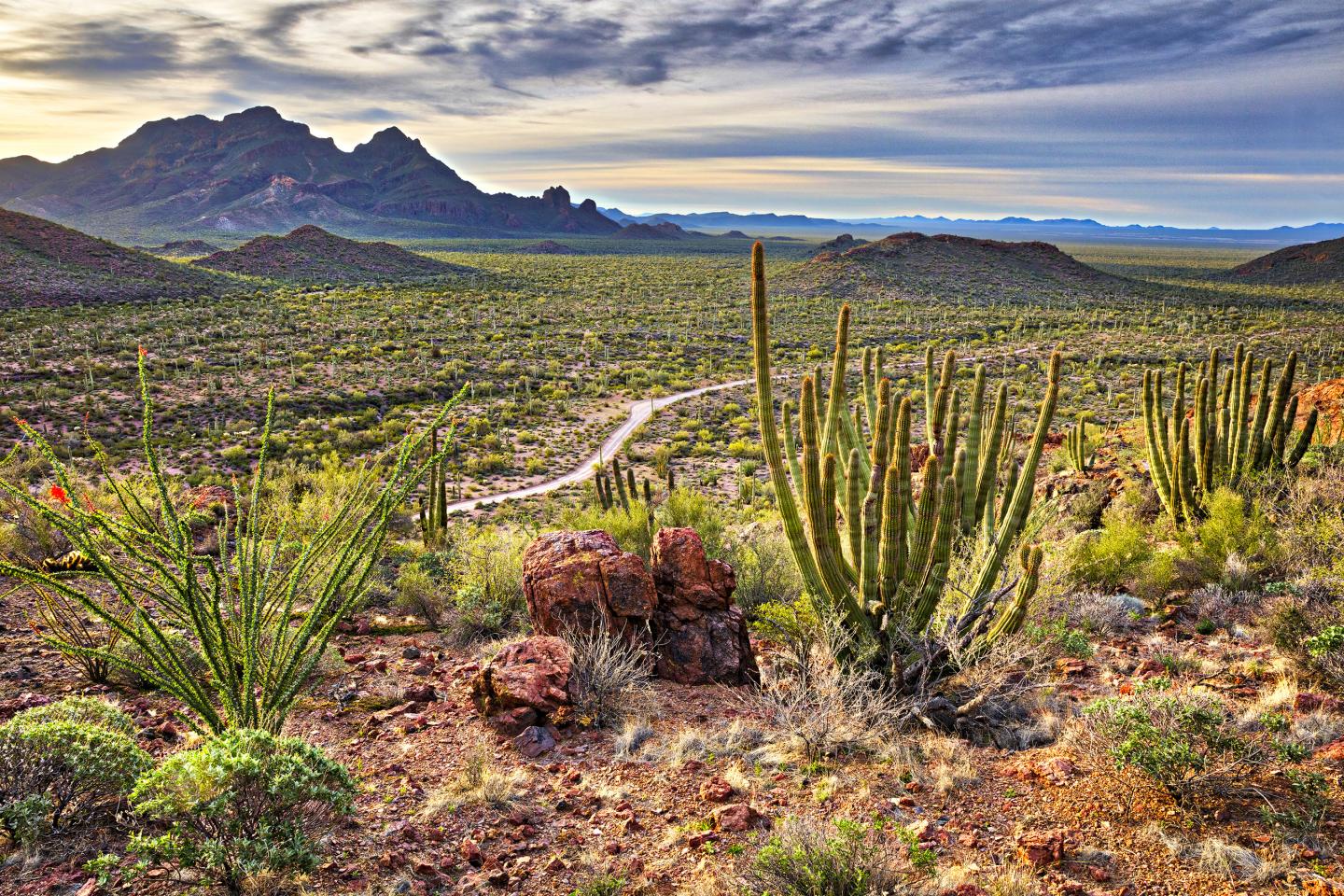 Desert landscape with cacti and distant mountains under cloudy sky.