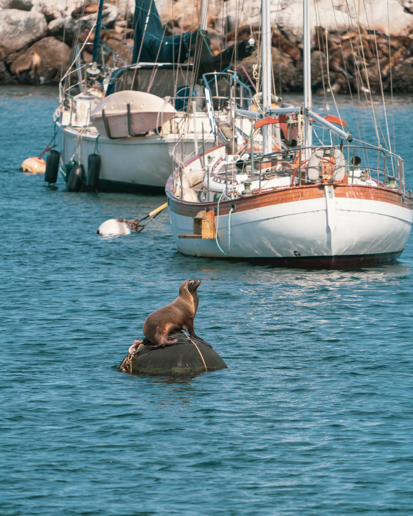 Sea lion sitting on a buoy in a marina with sailboats.