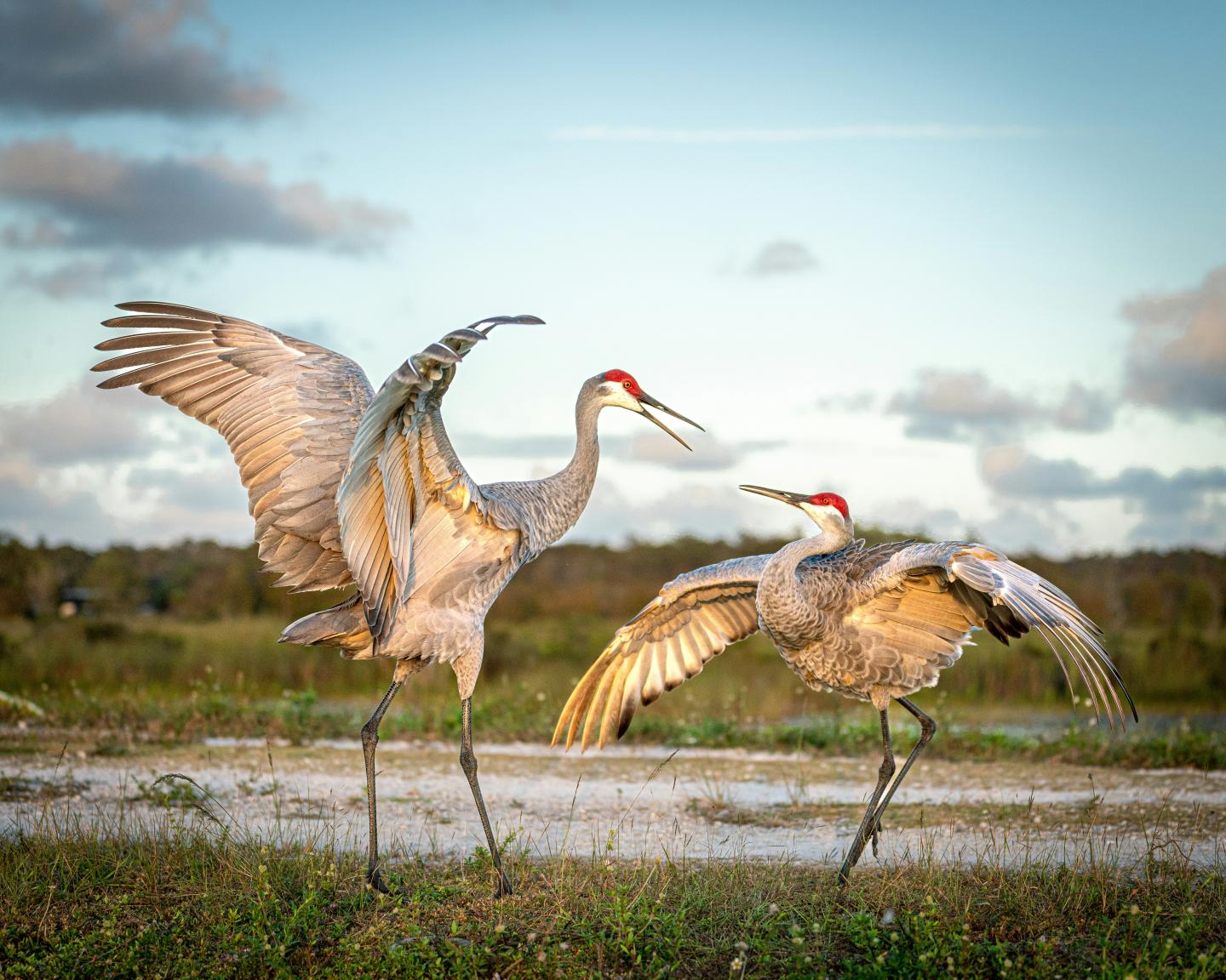 Two sandhill cranes dance with wings spread on a grassy field.