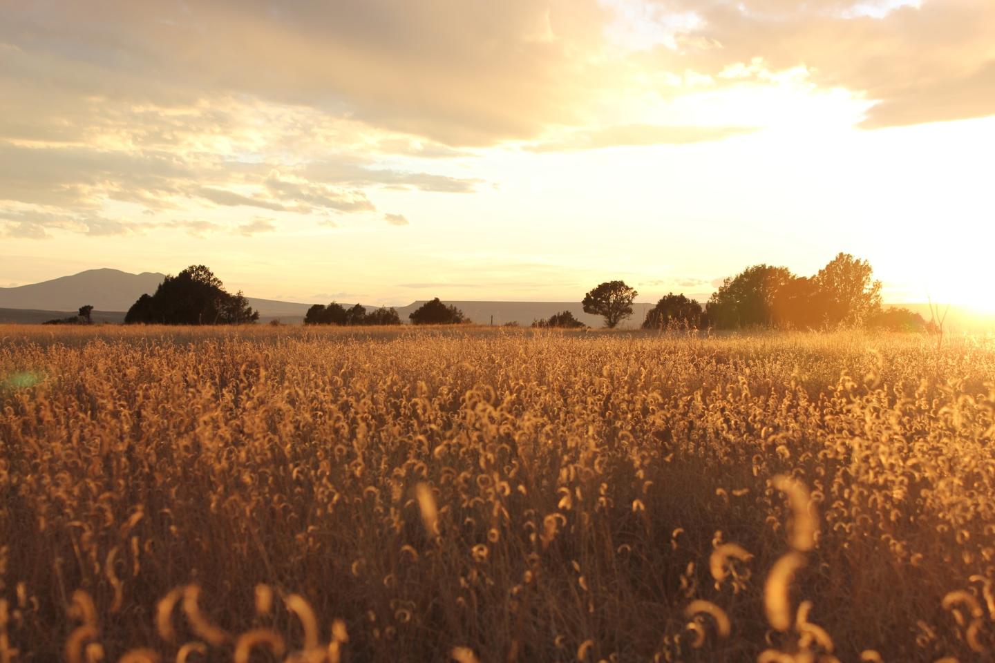 Golden field at sunset with trees silhouetted against the sky.