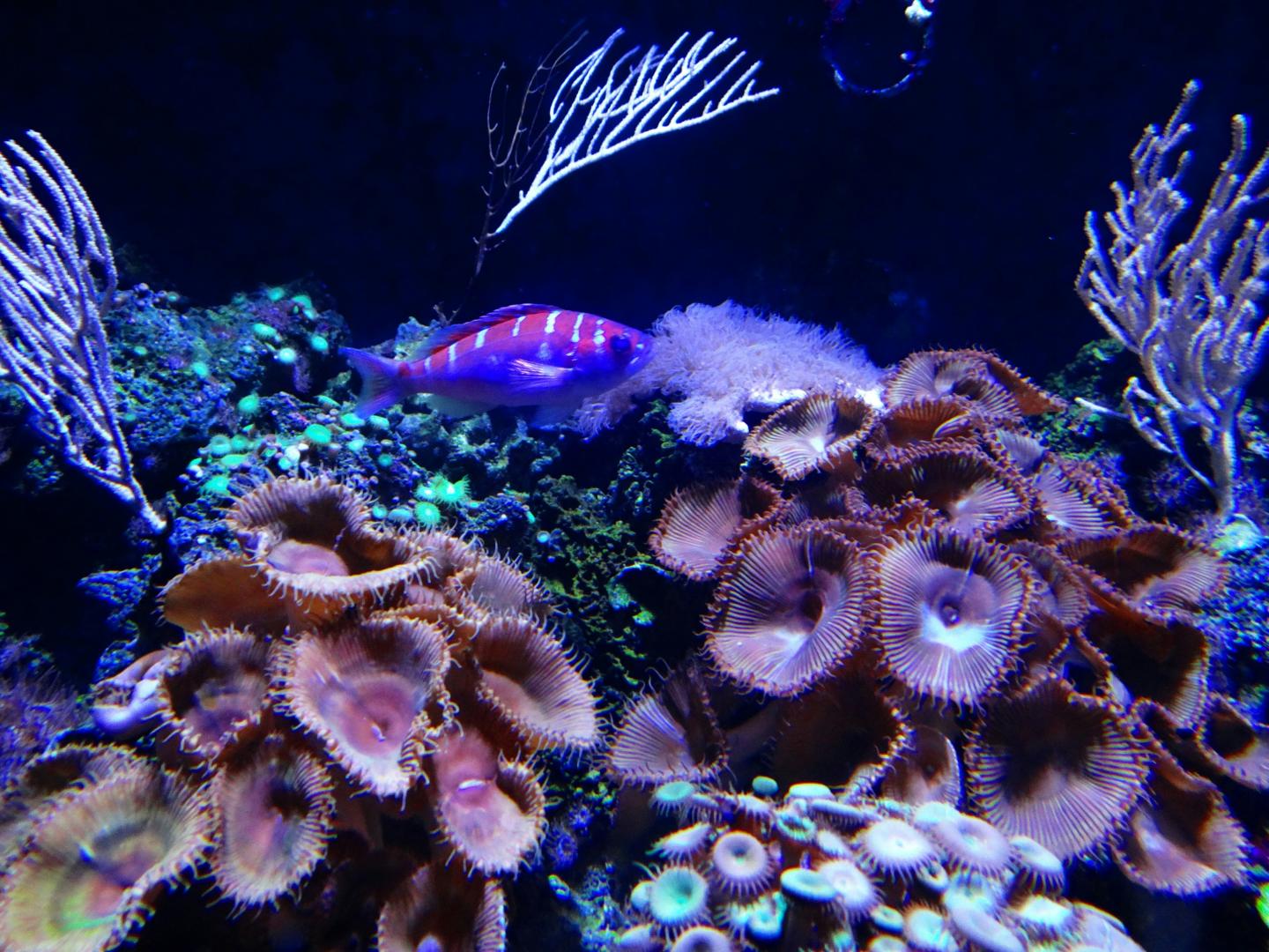 Colorful fish swimming near coral and sea plants.