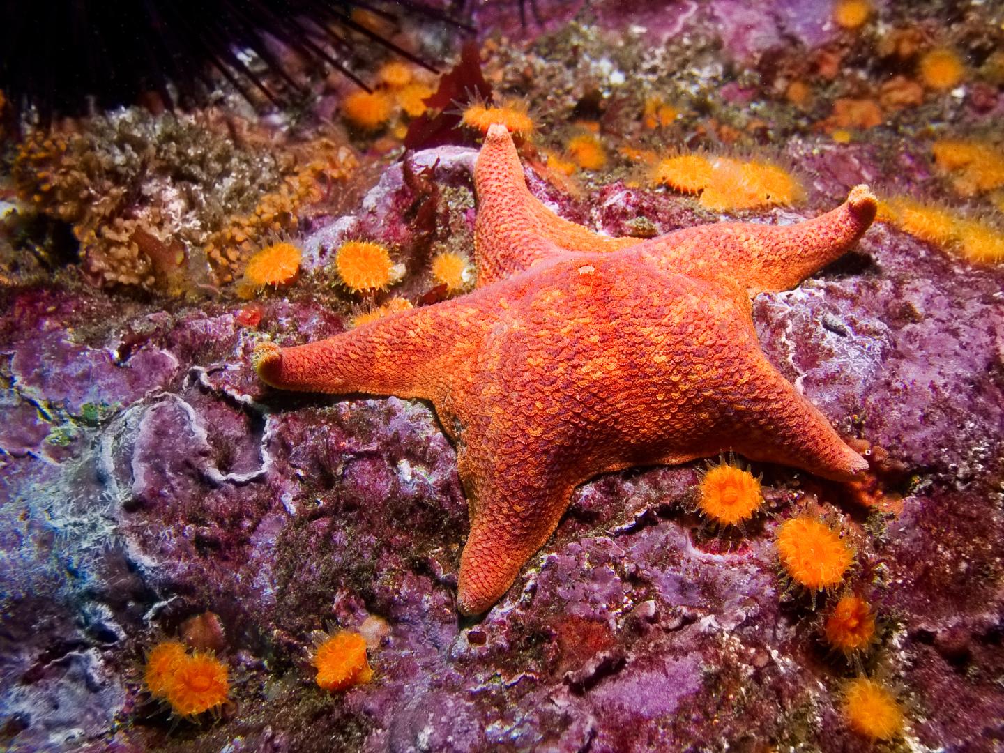 Orange starfish on vibrant coral reef with yellow anemones.