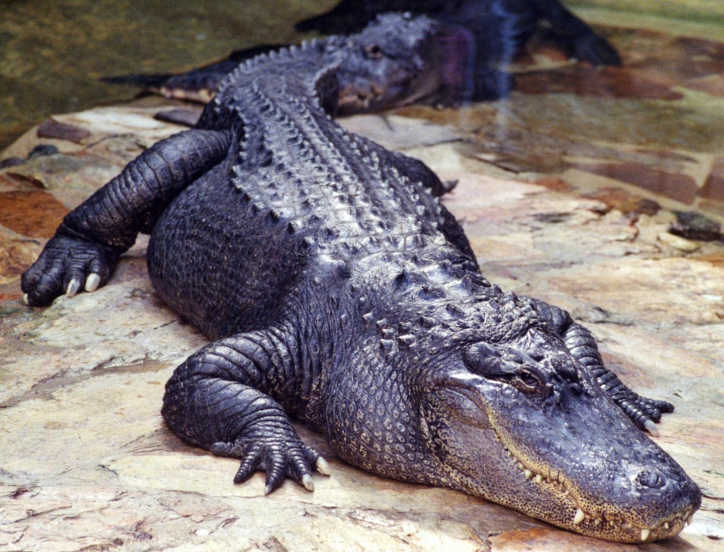 Alligator resting on a rocky surface.