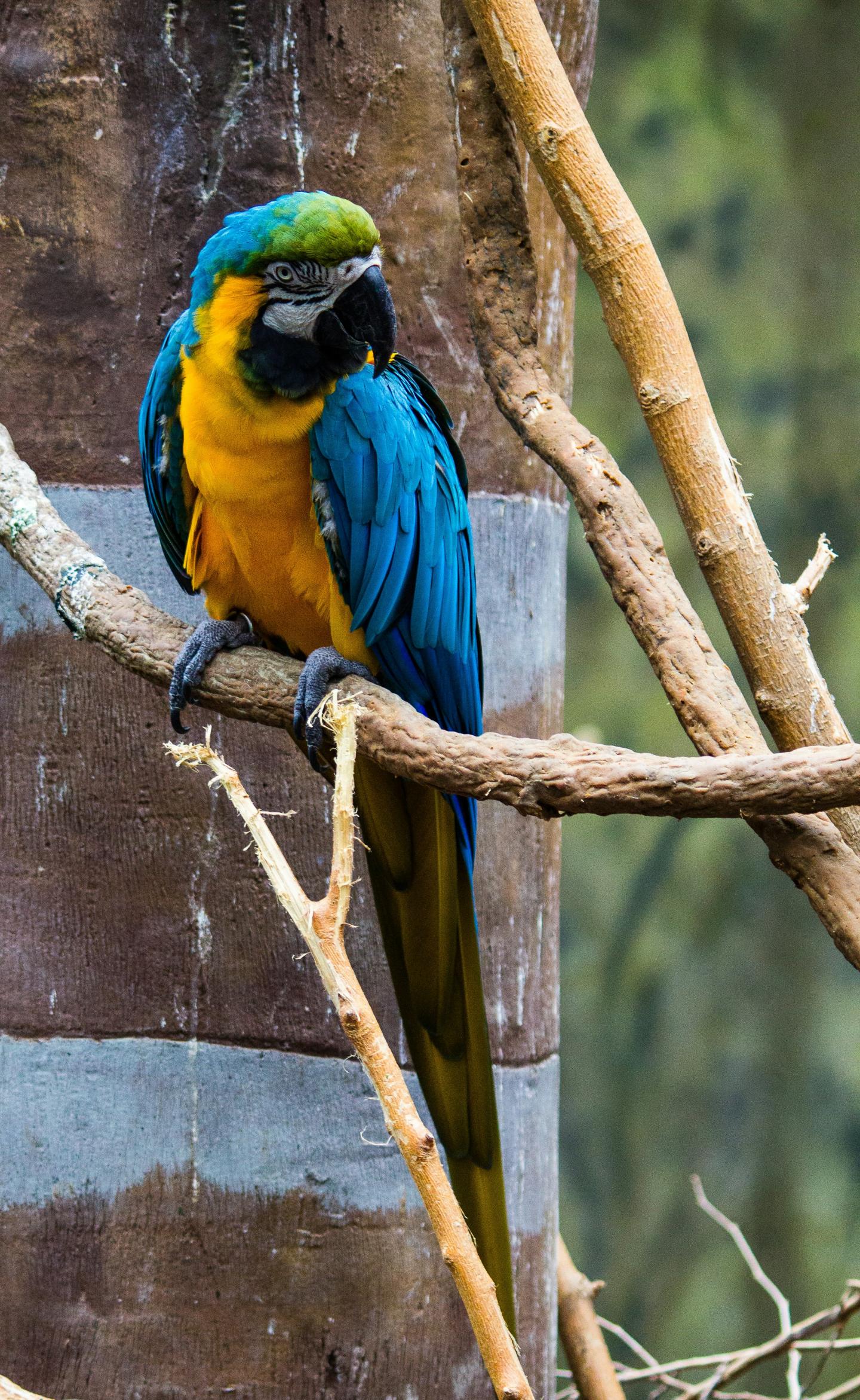 Blue and yellow parrot perched on tree branches.