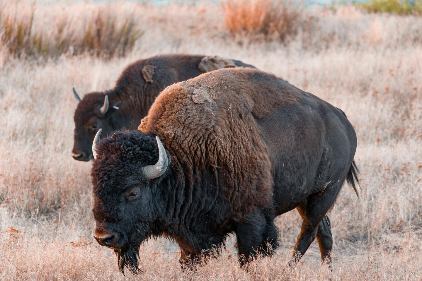 Two bison grazing in a grassy field.