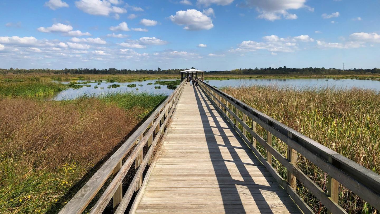 Wooden boardwalk over marsh under a bright blue sky with scattered clouds.