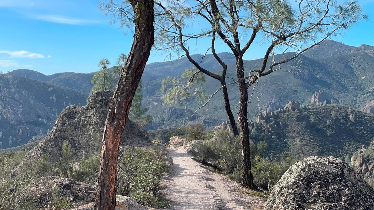 Mountain trail lined with trees under a clear blue sky.