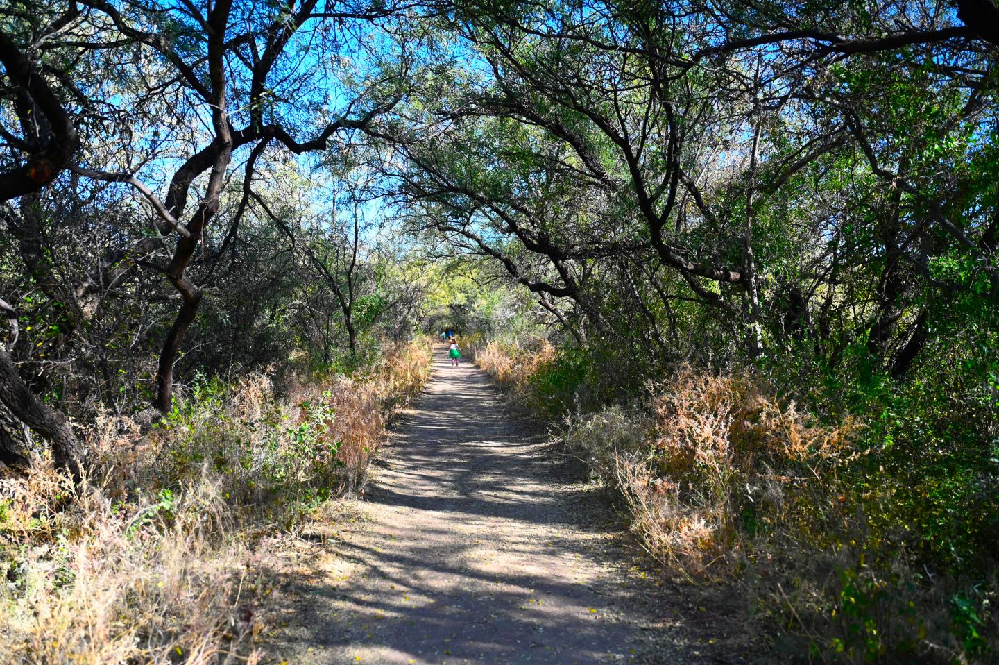 Dirt path through lush, sunlit trees, with a clear blue sky above.