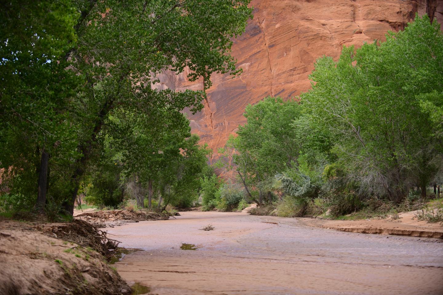 Desert landscape with green trees and red canyon walls with Chinle Creek running through middle.