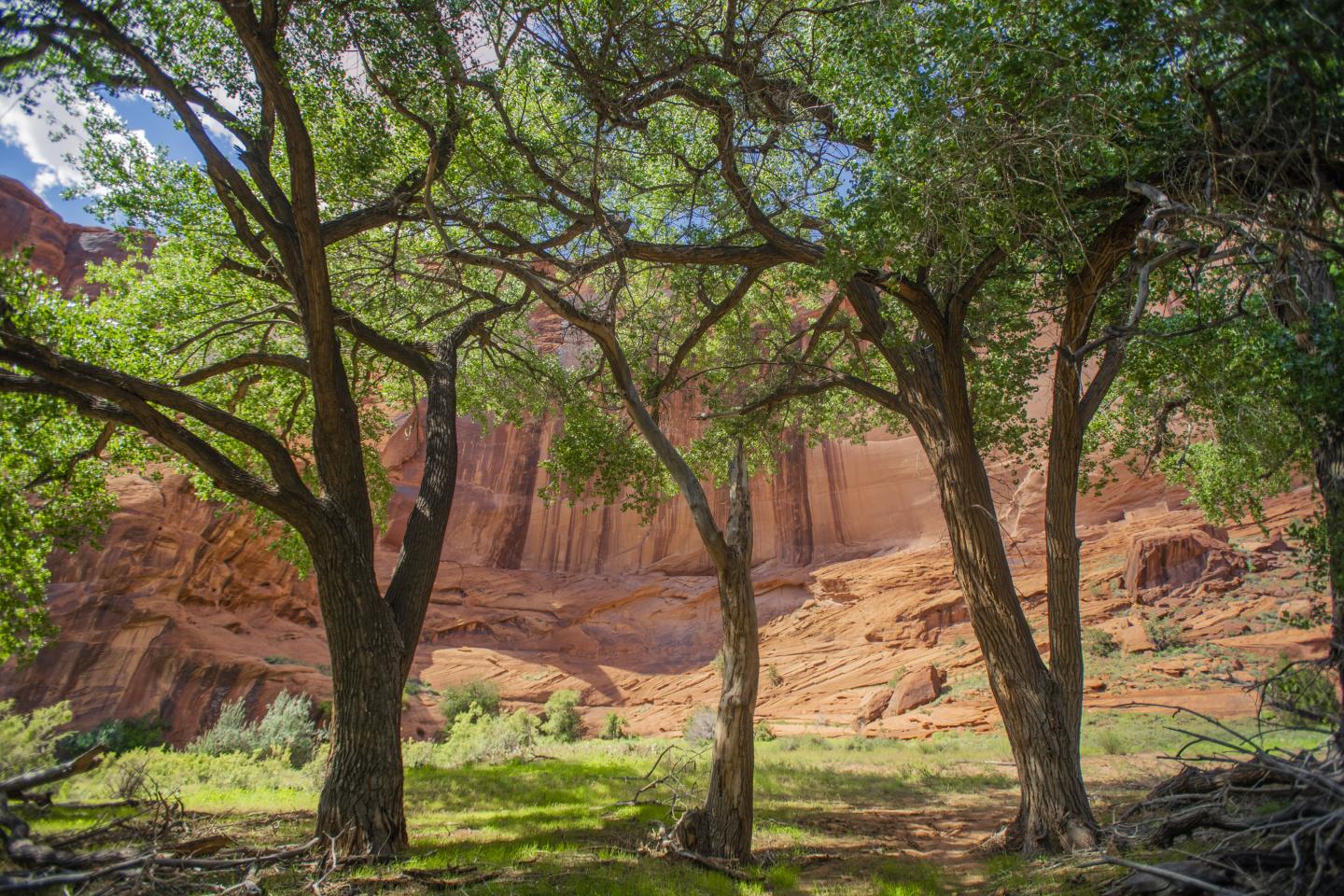 Three trees with green leaves in front of red canyon cliffs under a blue sky.
