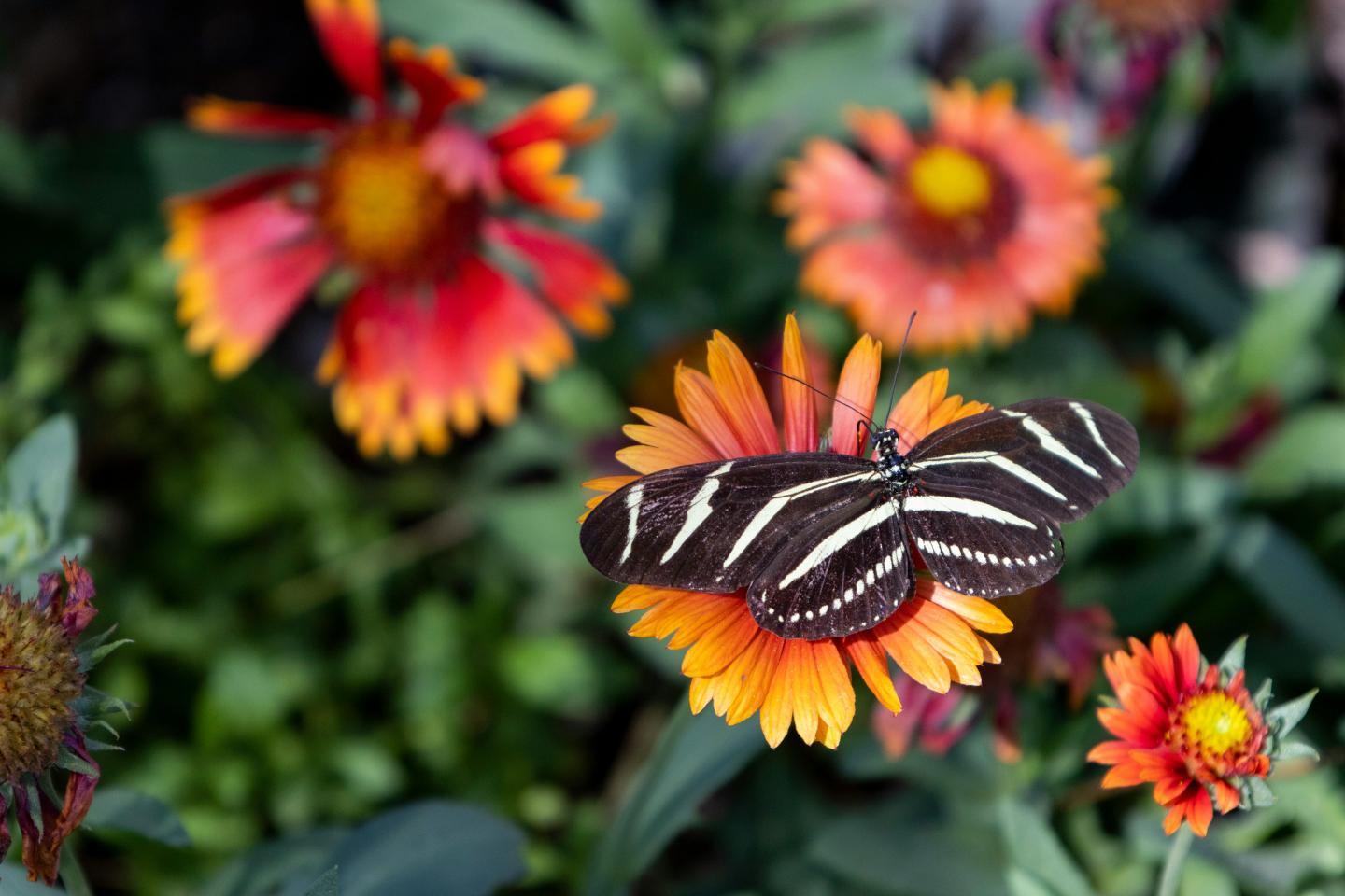Zebra butterfly on vibrant orange flowers.