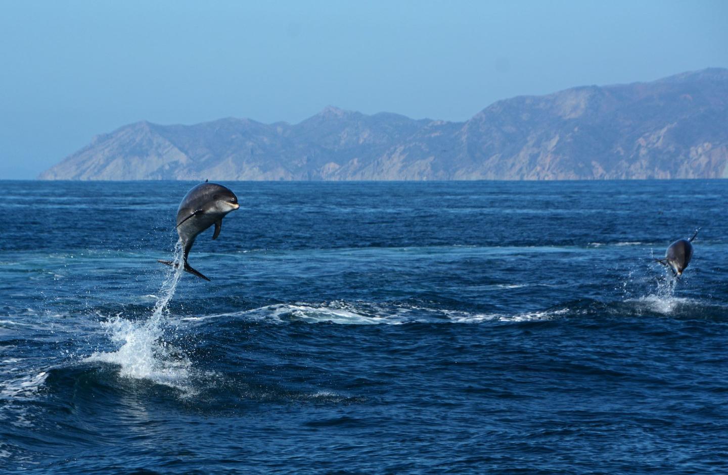 Dolphins leaping from the ocean with mountains in the background.