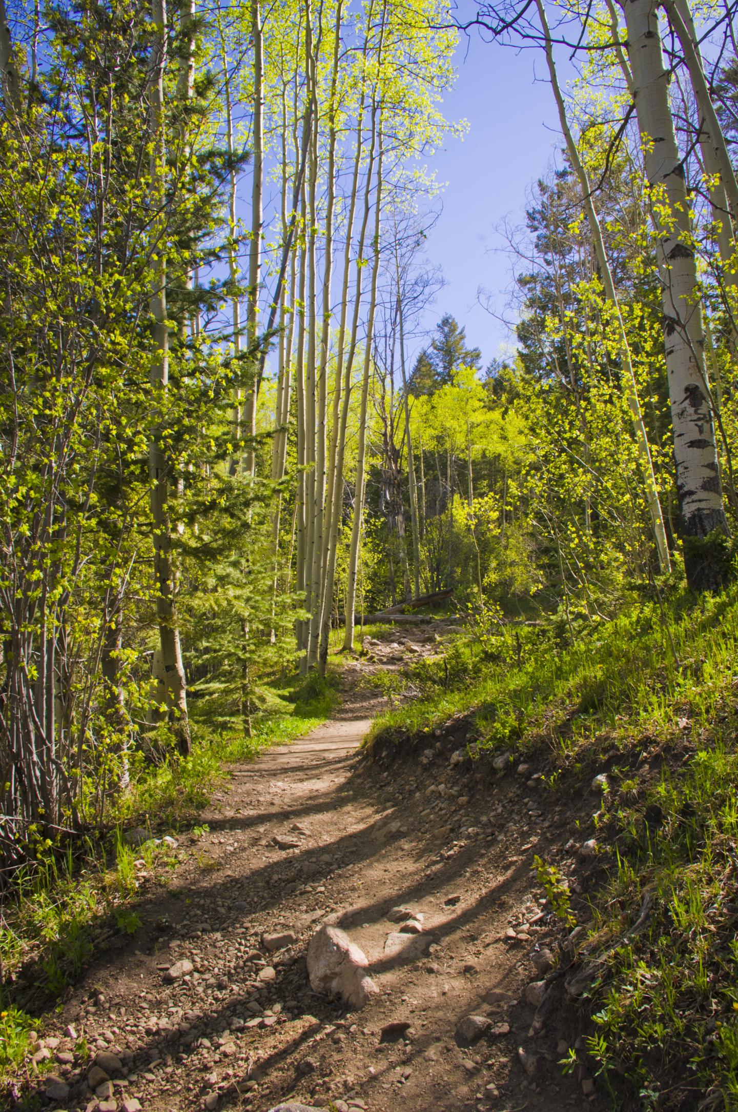 Sunny forest trail surrounded by tall, slender trees.
