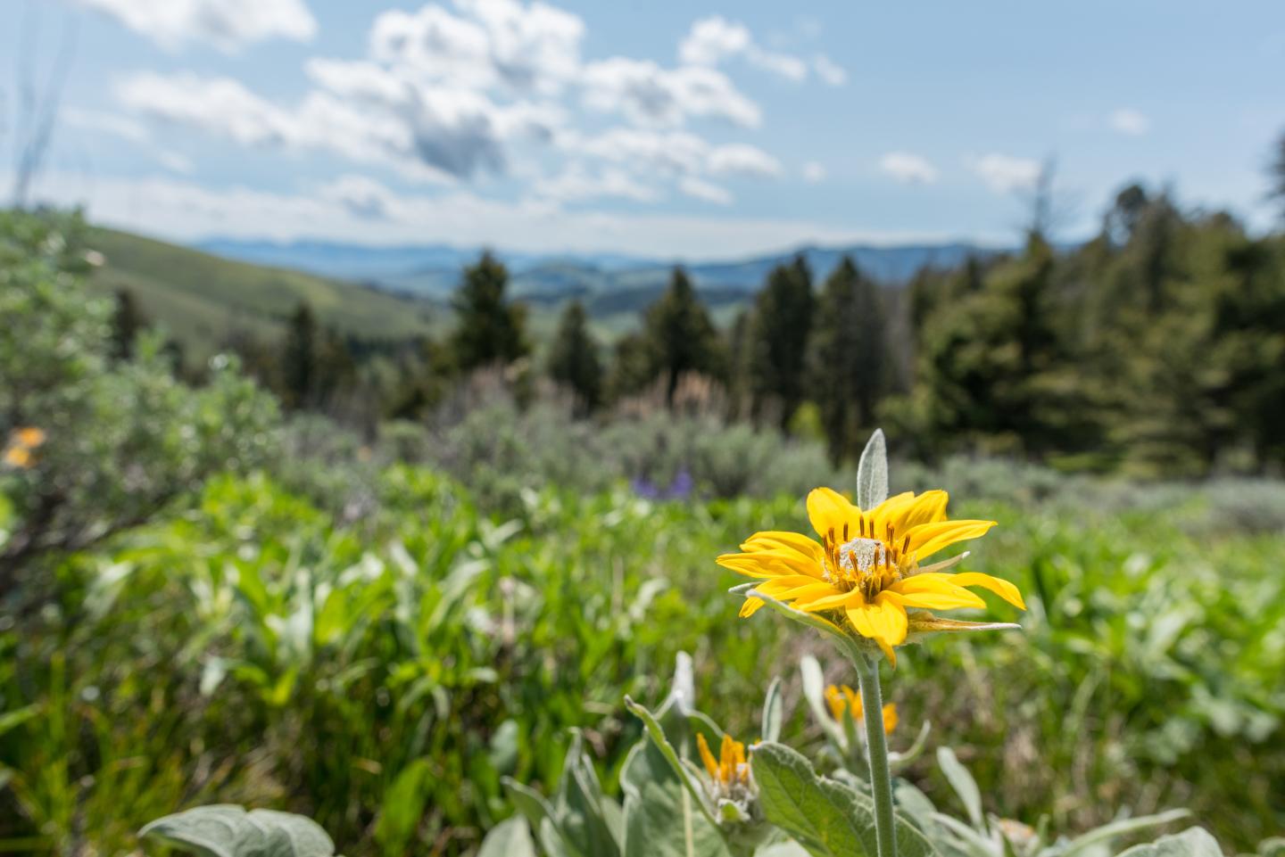 Yellow wildflower in focus, mountain landscape and forest in the background.