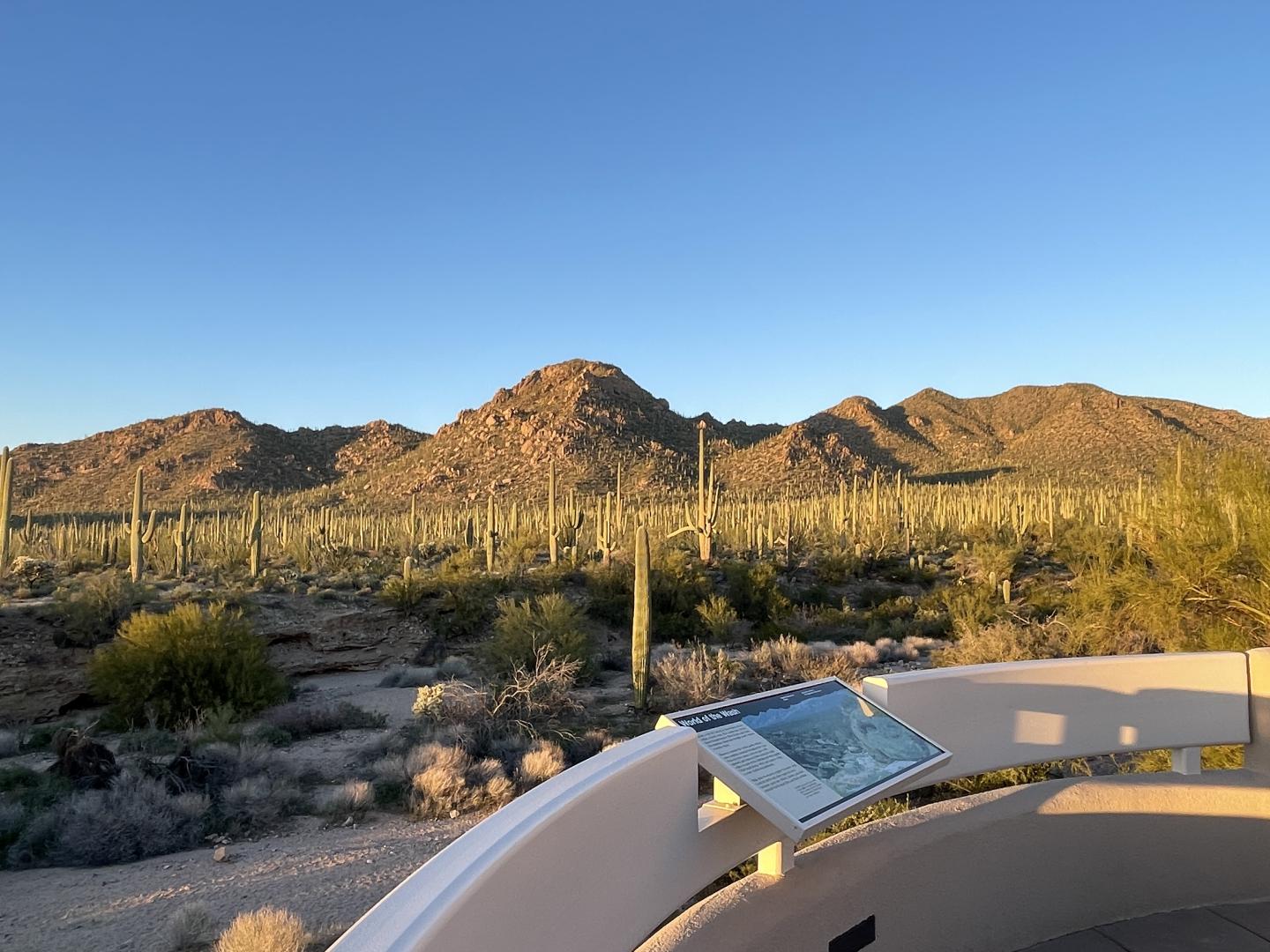 View of desert landscape from Saguaro National Park with mountains and saguaro cacti under a clear blue sky.
