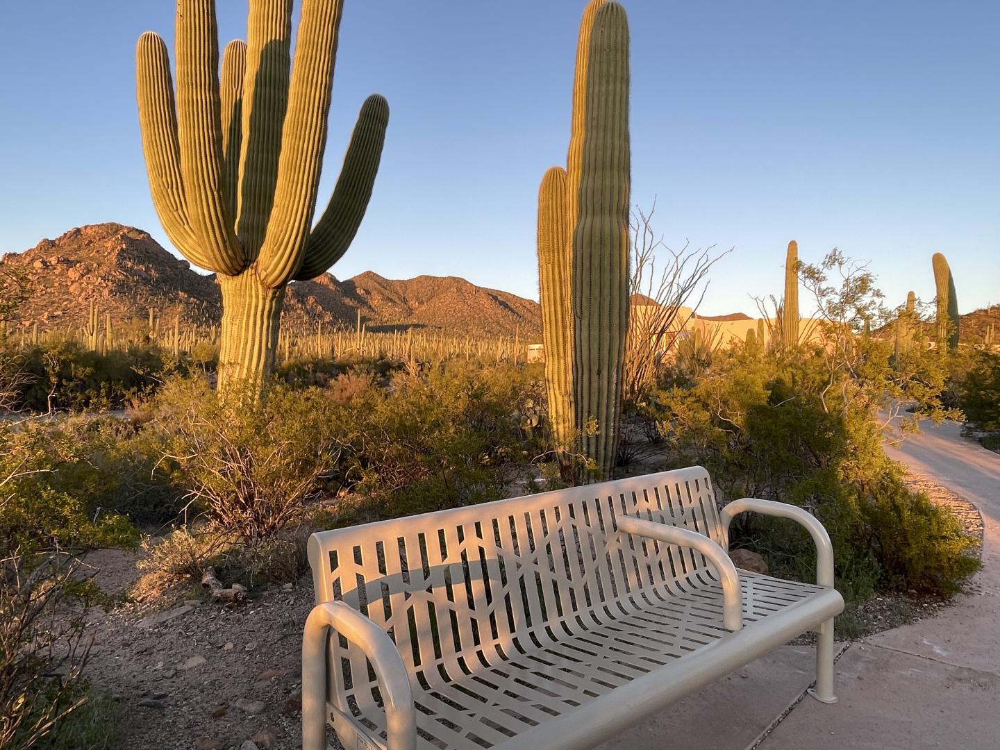 Park bench next to tall saguarocacti in desert landscape at sunset.
