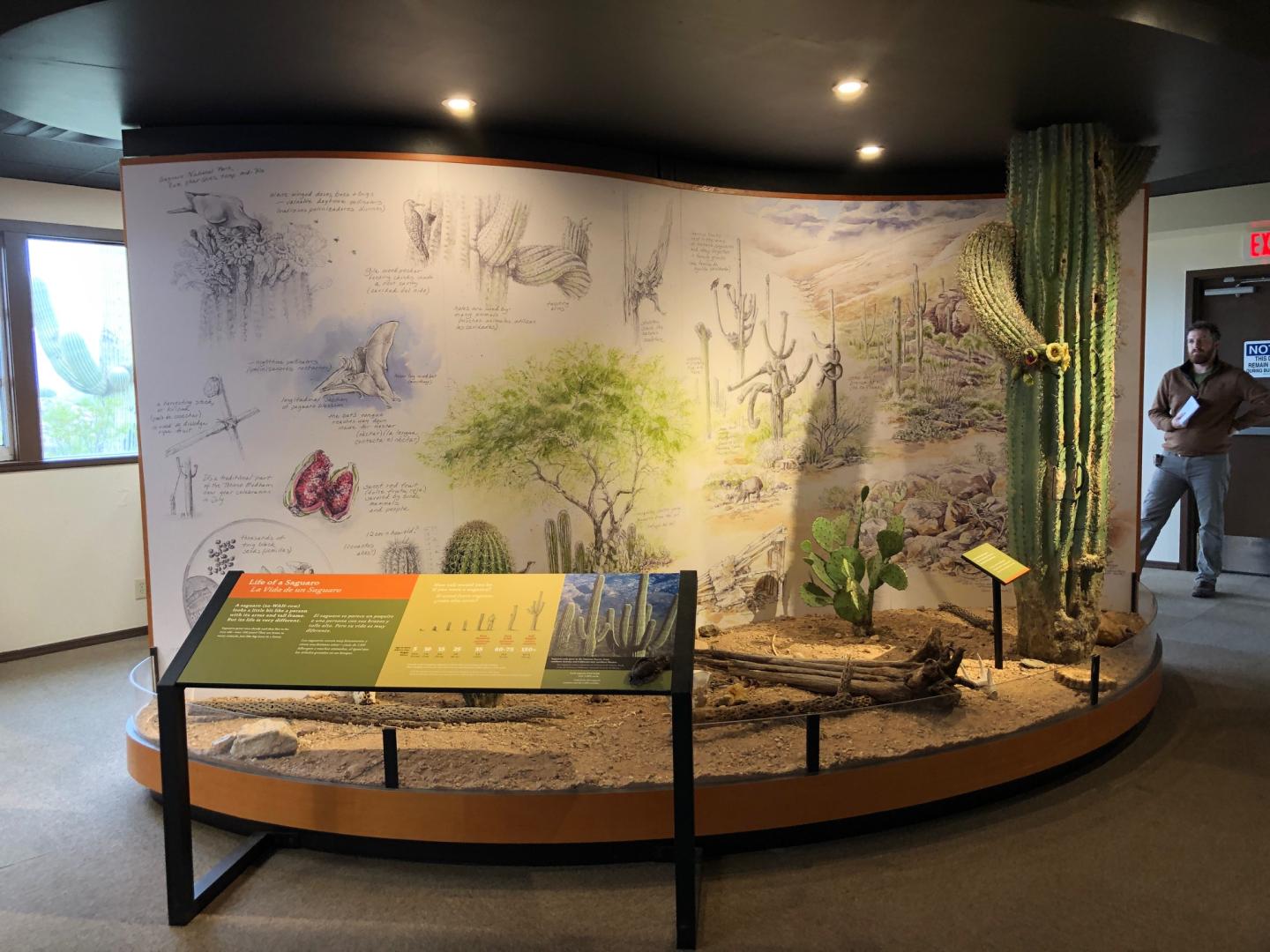 Saguaro National Park Visitor Center exhibit with saguaro and desert plants and informational panels.