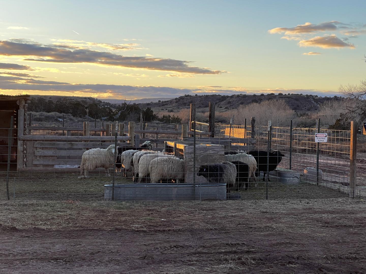 Churro sheep in a fenced pen at sunset with distant hills.