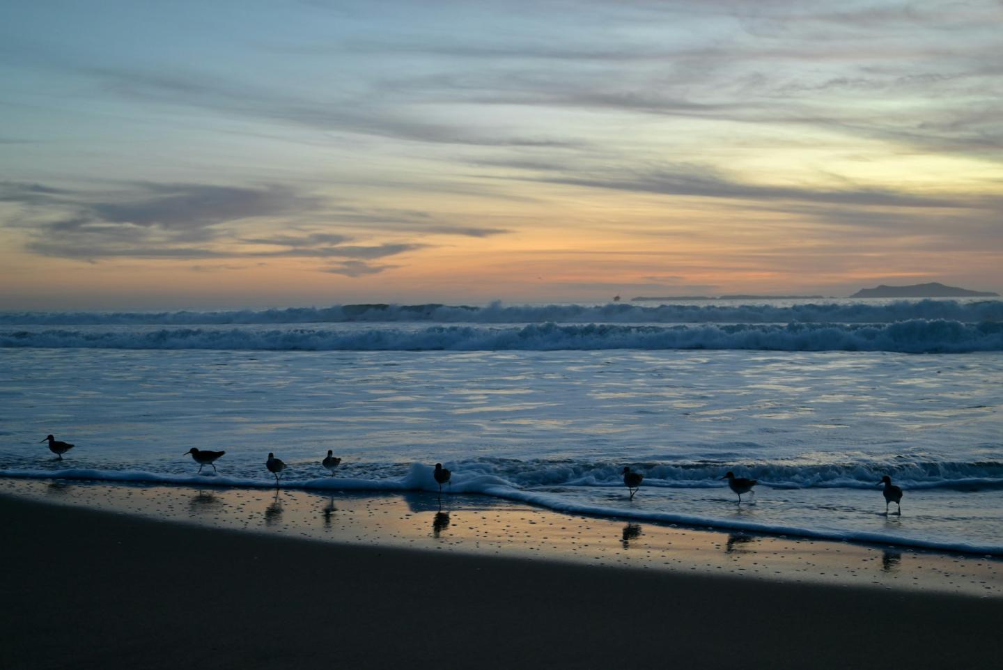 Beach at sunset with birds by the shore.