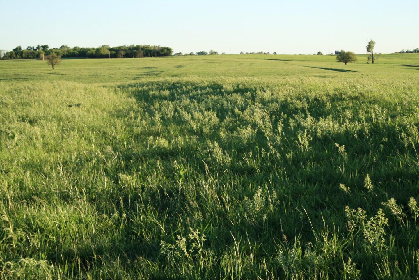 Sunny field of tall green grass with distant trees under a clear blue sky.