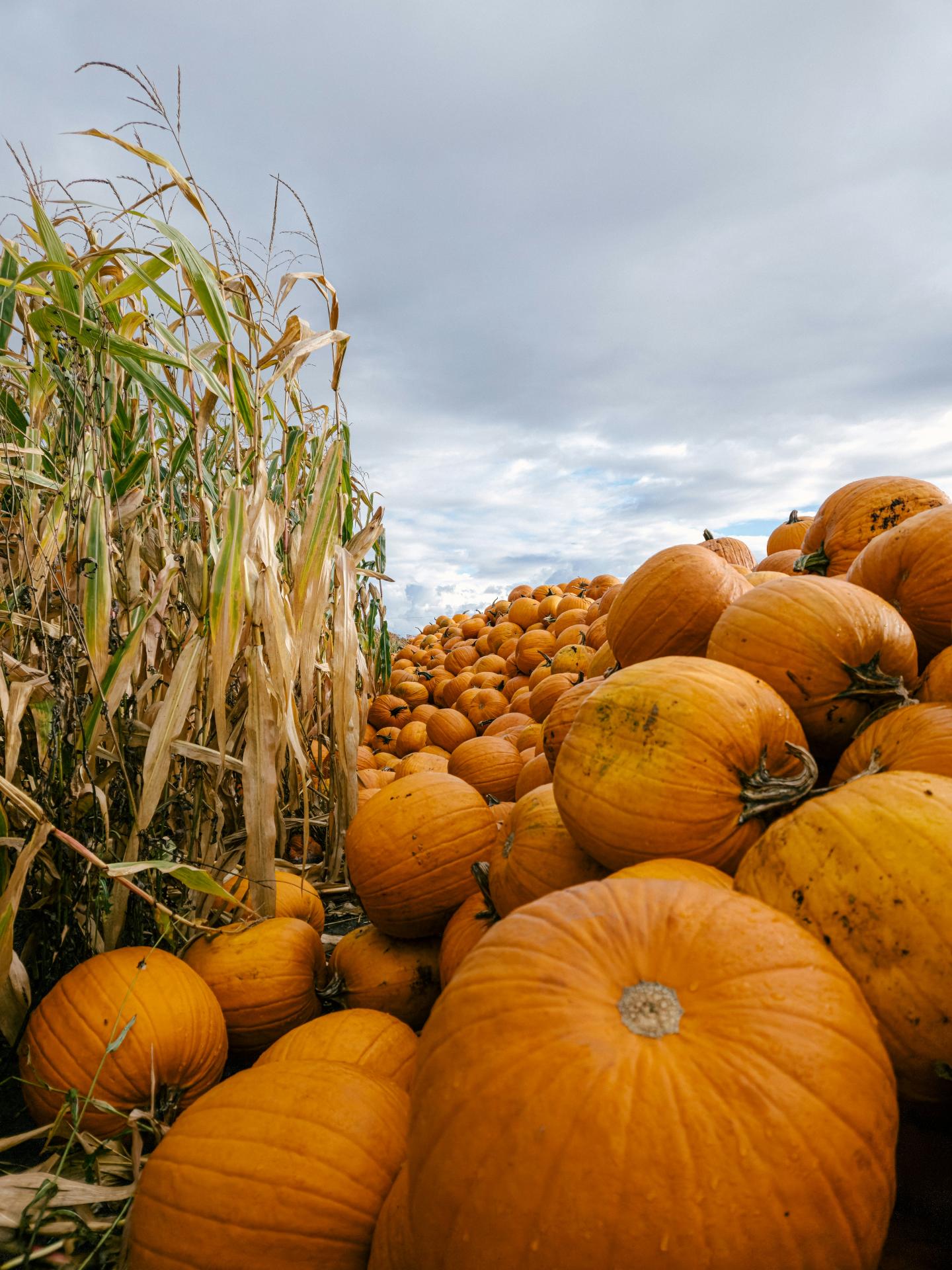 Pumpkins piled in a field under a cloudy sky.